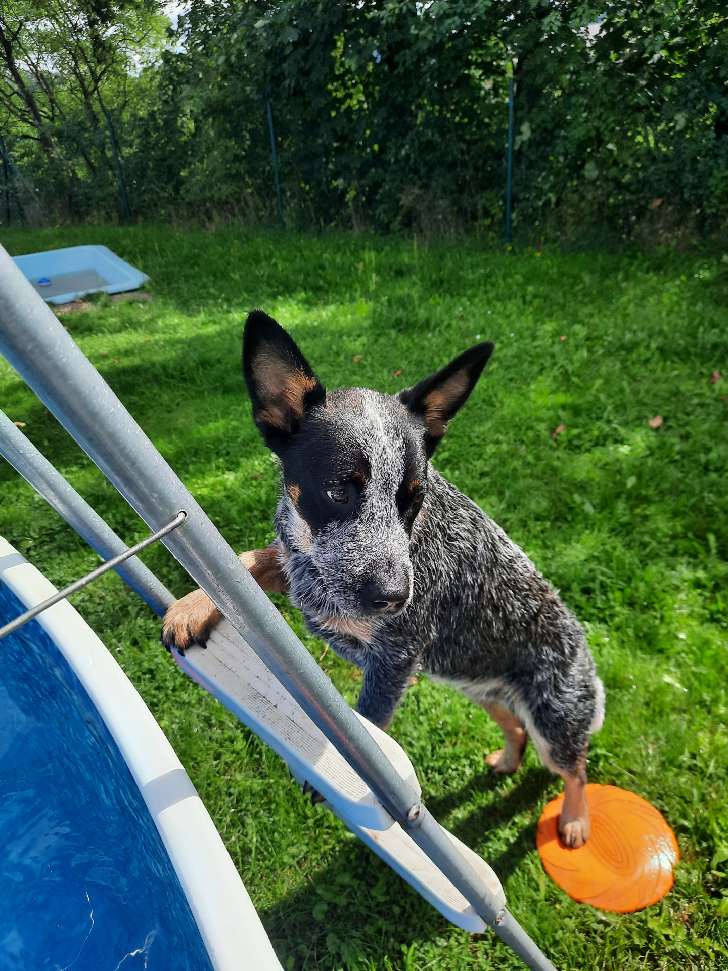 Quorn Blue Cidabro (Mike)