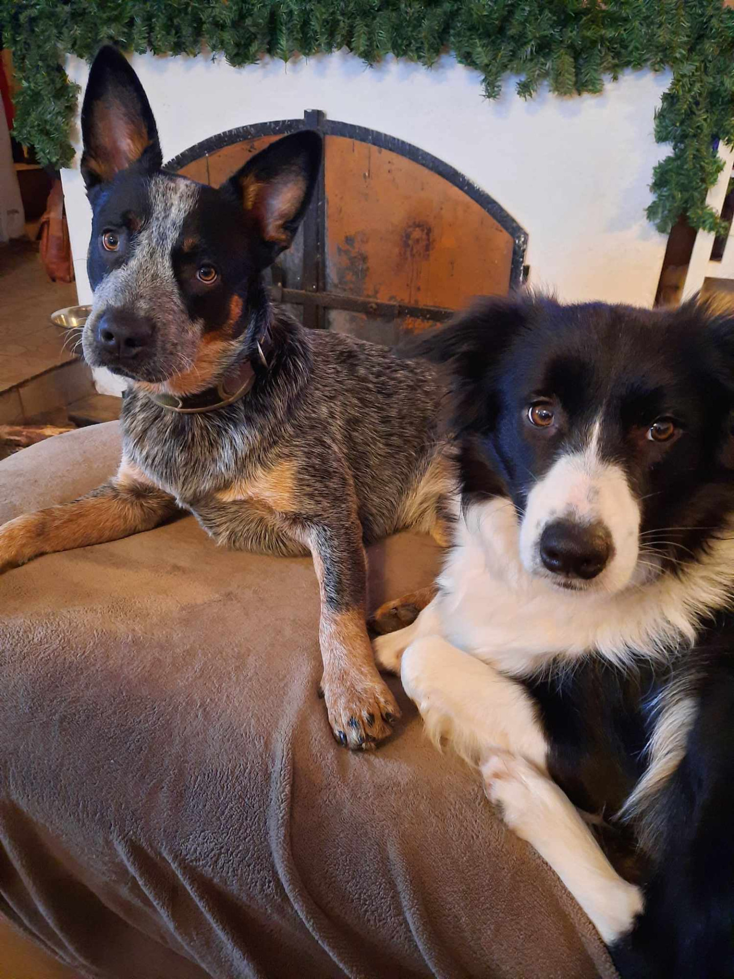 Mike (Quorn Blue Cidabro) a Belle ze Sněžné stráně